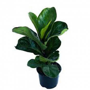 FICUS LYRATA BAMBINO PLANT 19CM