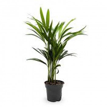 ARECA BAMBOO DYPSIS FOLIAGE INDOOR PLANT 19CM