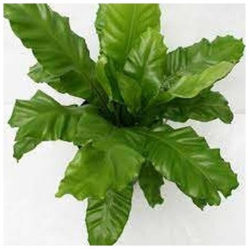 ASPLENIUM NIDUS FOLIAGE INDOOR PLANT POT 14-15CM