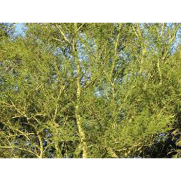 PLANT TREE FEVER TREE ACACIA VACHELIA XANTHOPHOEA  10L