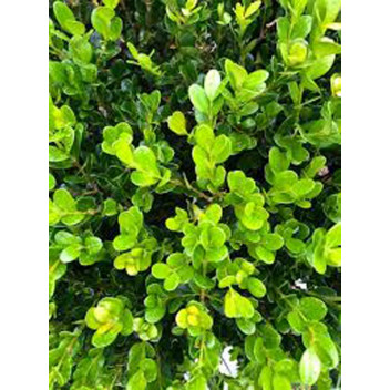 BUXUS FAULKNER BOXWOOD SHRUB 9L