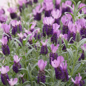 LAVENDER ANOUK PINK (LAVANDULA STOECHAS) HERB PLANT 21CM