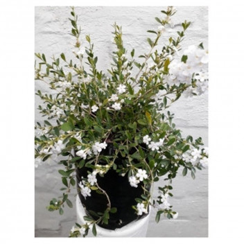 FREYLINA WHITE PLANT POT 22CM