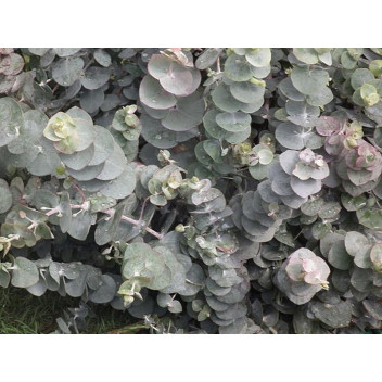 SILVER DOLLAR EUCALYPTUS CINEREA TREE 9L