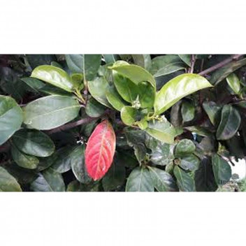 EVERGREEN HEDGE VIBURNUM SINENSIS SHRUB PLANT 19CM