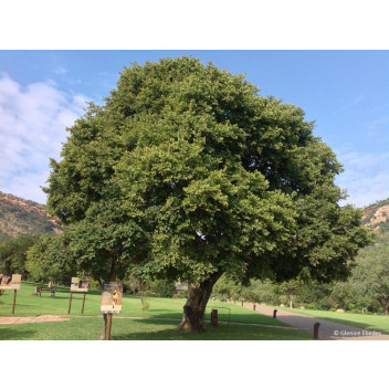 WHITE STINKWOOD TREE CELTIS AFRICANA 20L