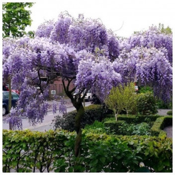 BLUE RAIN WISTERIA CLIMBER ASSORTED 9L