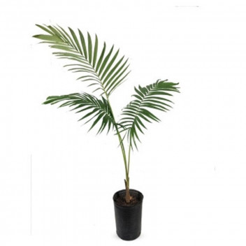 SOLITAIRE PALM (SEAFORTHIA ELEGANS) DOUBLE PALM PLANT 43L
