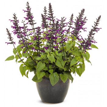 PLANT SHRUB SALVIA HEAT HERO PBR 17CM (BI)