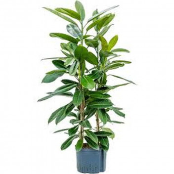 PLANT IND FOLIAGE MONSTERA DELICIOUSA (2IN1) 19CM