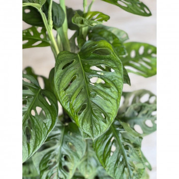 PLANT INDOOR FOLIAGE ALOCASIA MACRORRHIZA 25L (BI)