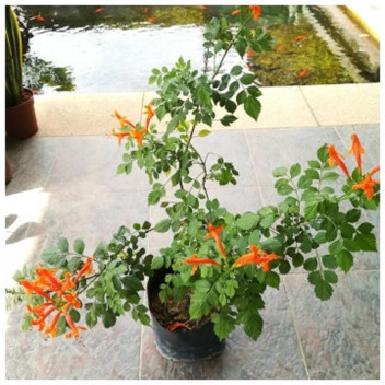 TECOMARIA SUNLOVERS CAPE HONEYSUCKLE SHRUB 17CM COMPACT ASSORTED