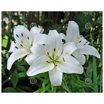 WHITE LILLIUM ASIFLORUM FLOWER BULB 5PK