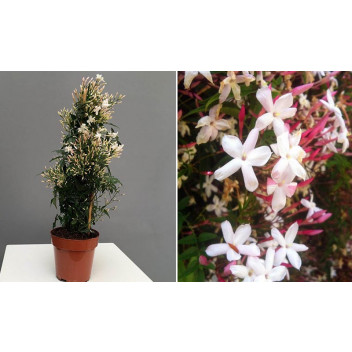 PLANT CLIMBER DIPLADENIA DIAMANTINA JADE PINK 15CM