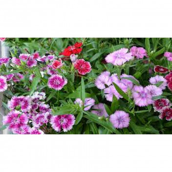 DIANTHUS ASSORTED CARNATION OUTDOOR FLOWER PLANT 19CM