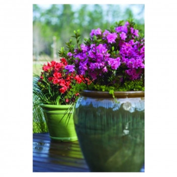 PLANT SHRUB AZALEA ENCORE CARNIVAL(PBR) 21CM