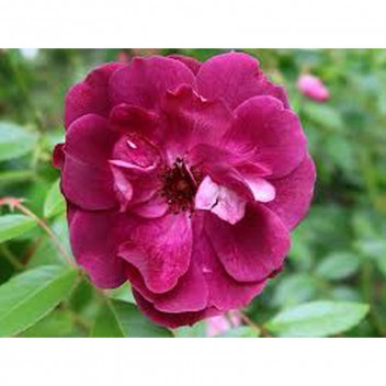 BURGANDY ICEBERG FLORIBUNDA ROSE SHRUB PLANT 22CM