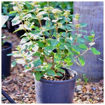 VIBURNUM TINUS LUCIDUM SHRUB PLANT 21CM