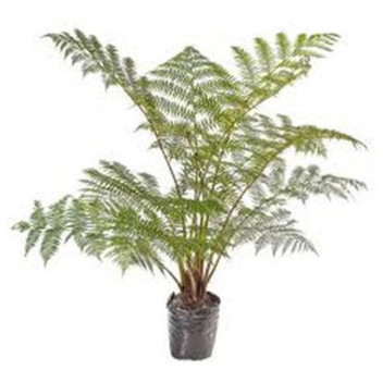 PLANT SHRUB AUSTRALIAN TREE FERN CYATHEA AUSRALIS 9L
