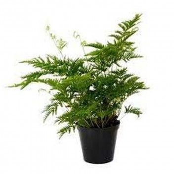 PTERIS STRAMINA FERN FOLIAGE INDOOR PLANT 15CM POT