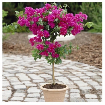 STAKED BOUGAINVILLEA ASSORTED CLIMBER PLANT 21CM