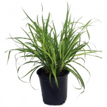 LOMANDRA LIME TUFF GRASS PLANT 17CM