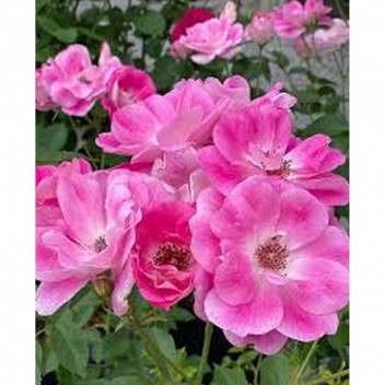 PLANT SHRUB ROSE BBURGANDY ICEBERG FLOR.(PBR) 19CM