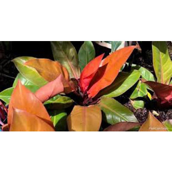PLANT INDOOR FOLIAGE PHILODENDRON ROJO CONGO (PBR) 29MCI