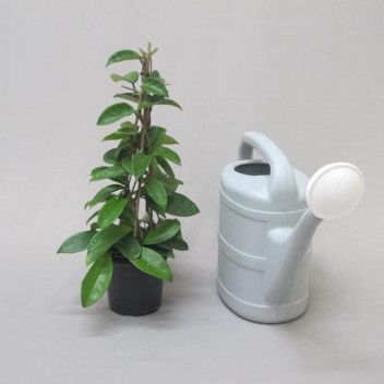 PLANT INDOOR FOLIAGE SCHEFFLERA ARBORICOLA VARIEGATA 14CM