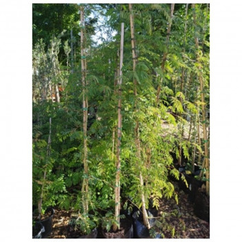 MONKEY THORN ACACIA GALPINII TREE PLANT 50L