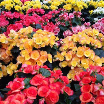 BEGONIA ELAITOR INDOOR FLOWEING PLANT 14CM