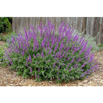 PLANT SHRUB SALVIA ROCKIN TRUE BLUE (PW) 17CM