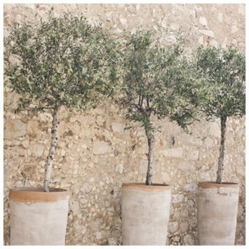 FRANTOIO OLIVE FRUIT PLANT 10L