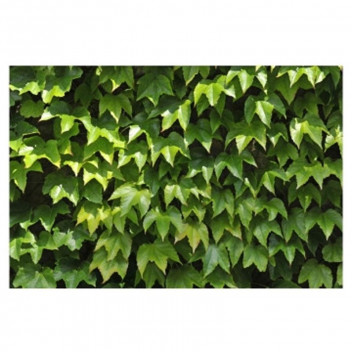 PARTHENOCISSUS TRICUSPIDATA BOSTON IVEY CLIMBER PLANT 17CM