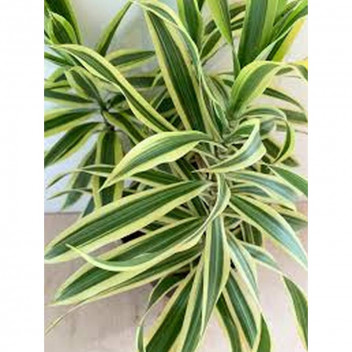 DRACAENA LEMON LIME FOLIAGE PLANT 14CM