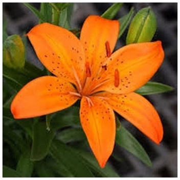 LILLIUM ASIFLORUM ORANGE FLOWER BULBS 5PK