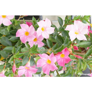CLIMBER PLANT DIPLADENIA 14CM LVG