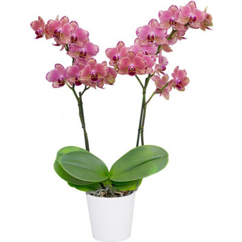 PHALAENOPSIS MIXED ORCHID 2 STEM FLOWER INDOOR PLANT 12CM