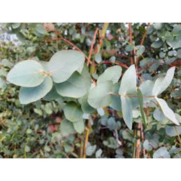 PLANT TREE EUCALYPTUS CINEREA 22CM (STAKED)
