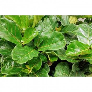 FOLIAGE CALATHEA ASSORTED INDOOR PLANT 16.5CM