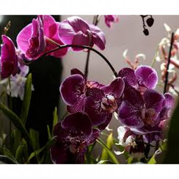 PHALAENOPSIS ORCHID 1 STEM MIXED PLANT 12CM