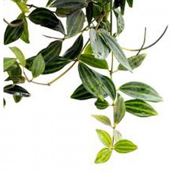 PLANT INDOOR FOLIAGE PEPEROMIA PROSTRATA (STRING OF TURTLES) 12CM