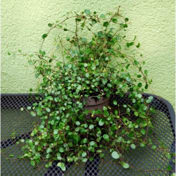 MEUHLENBECKIA AXILLARIS U-CANE CLIMBER PLANT 15CM