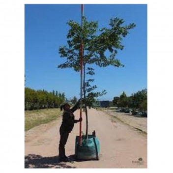 CHINESE HACKBERRY TREE CELTIS SINENSIS 20L