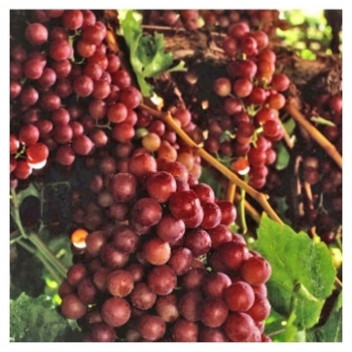 ASSORTED GRAPE FRUIT PLANT 10L