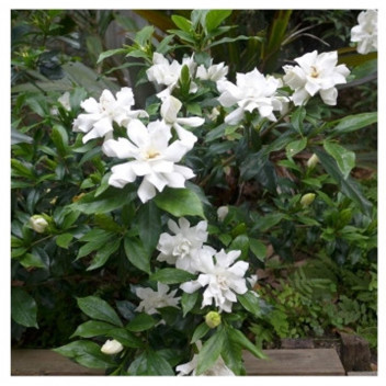 KATJIEPIERING GARDENIA SHRUB PLANT 21CM