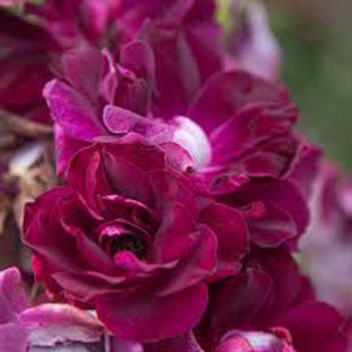 PLANT SHRUB FLORIBUNDA ROSE SIMPLICITY PINK ICEBERG 19CM