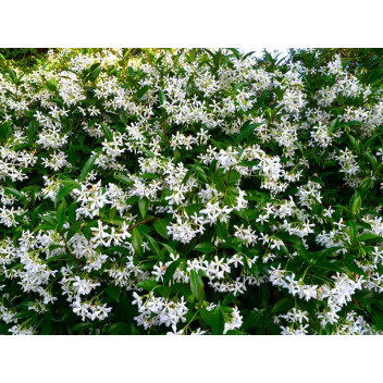 STAKED TRACHELOSPERMUM JASMINOIDES JASMIN STAR CLIMBER PLANT 9L POT