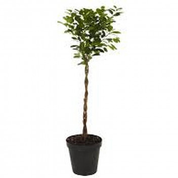 FICUS MOCLAME BRAIDED INDOOR FOLIAGE PLANT 30CM