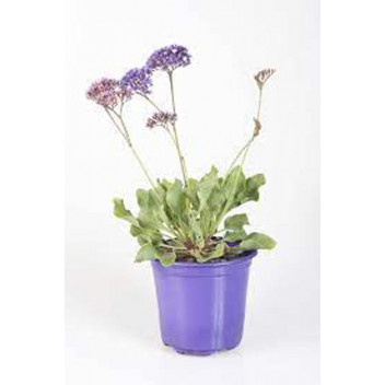 PAPER FLOWER STATICE PEREZII SHRUB 17-19CM